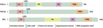 PGC-1α-Mediated Mitochondrial Quality Control: Molecular Mechanisms and Implications for Heart Failure